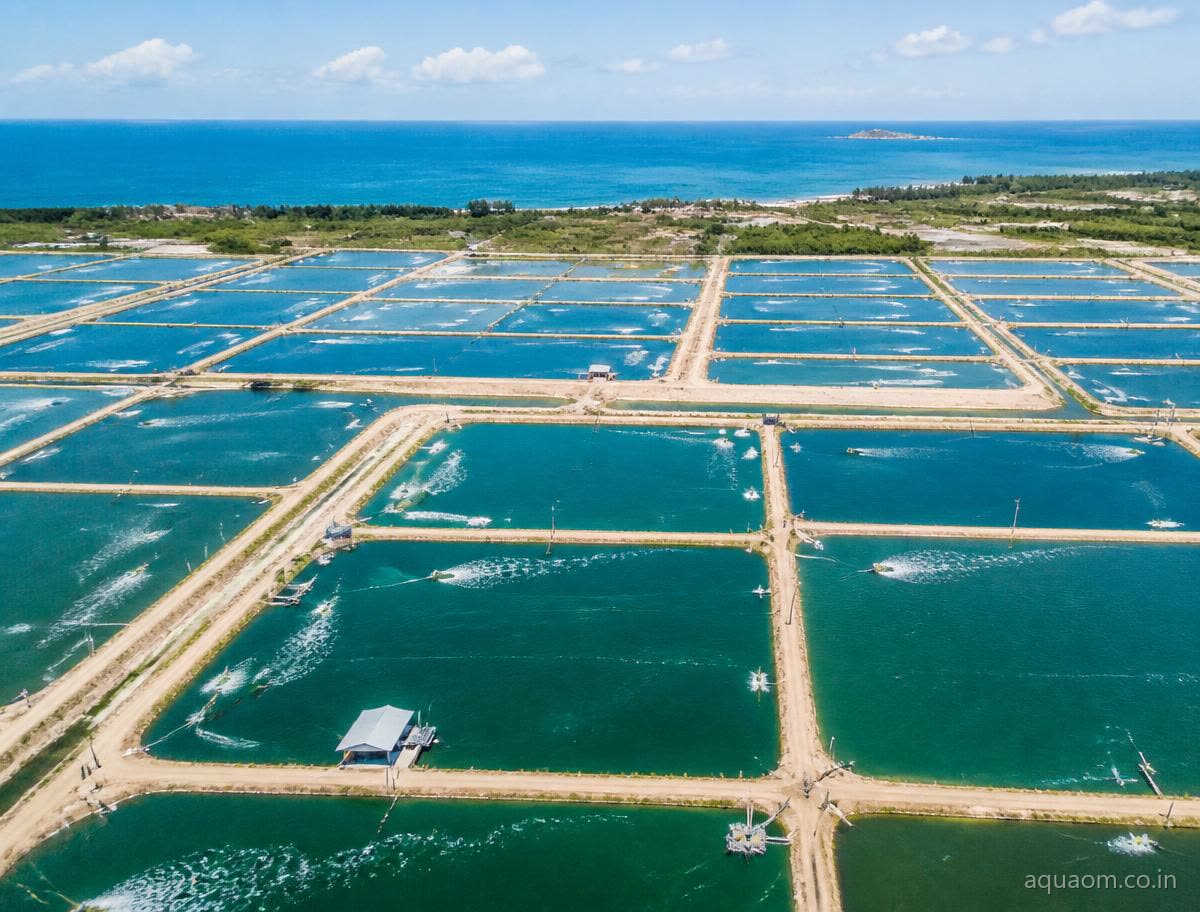 Aerial view of shrimp farm ponds along the coastline