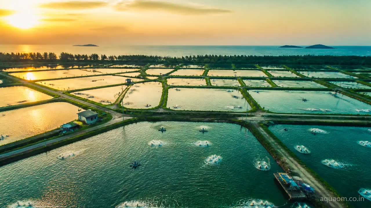 Aerial drone view of coastal shrimp aquaculture ponds at golden hour