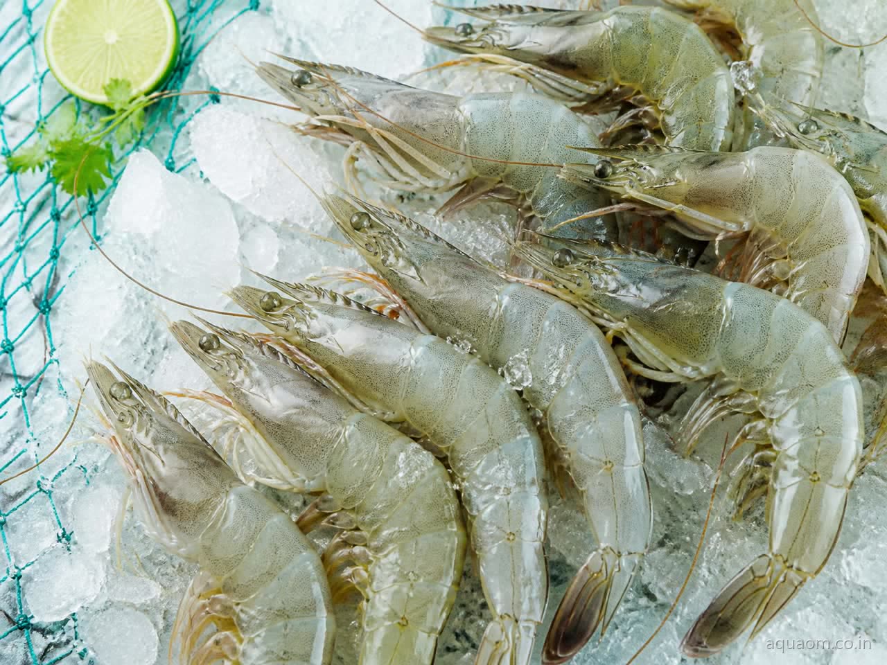 Fresh Vannamei shrimp on ice