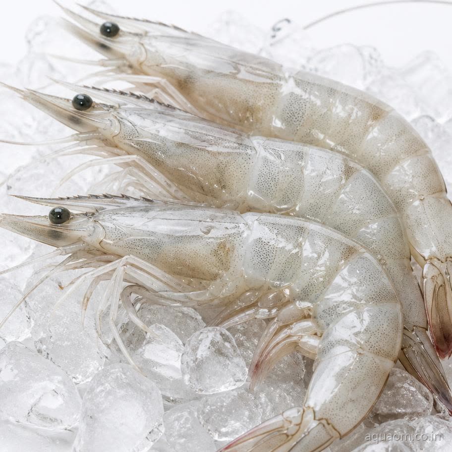 Vannamei (White Leg)